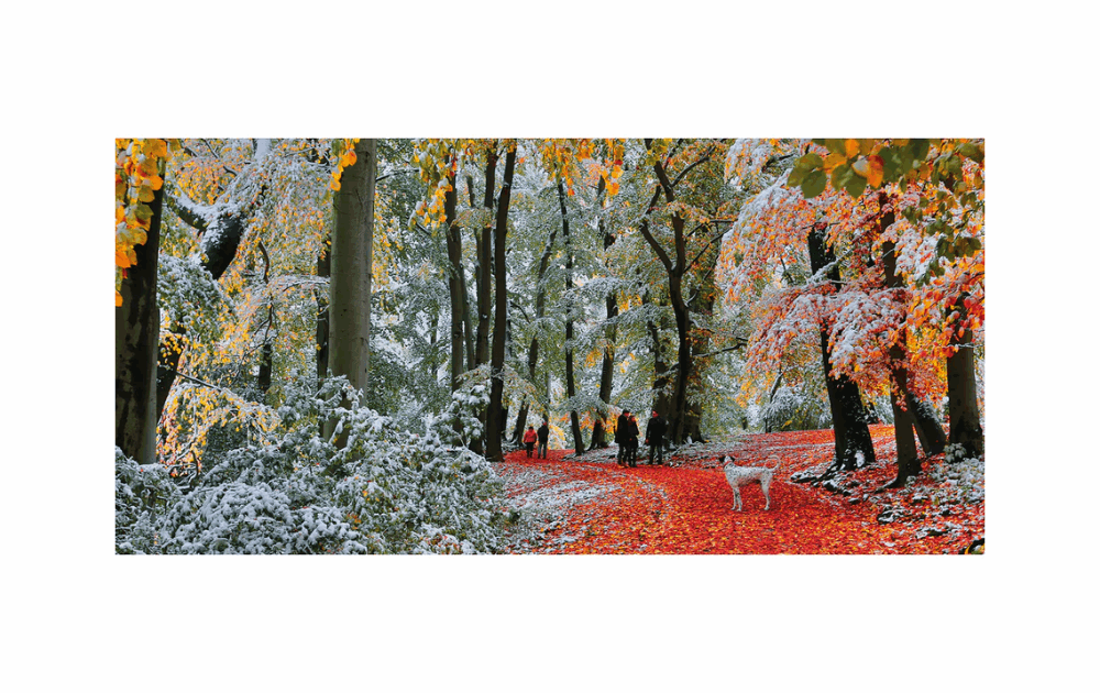 Gibsons Snow in Autumn puzzle featuring a winter scene with colorful autumn leaves and a dog walking on a snowy path