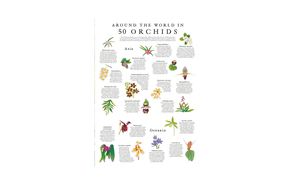 Around the World in 50 Orchids 1000 Piece Jigsaw Puzzle by Laurence King featuring diverse orchid illustrations