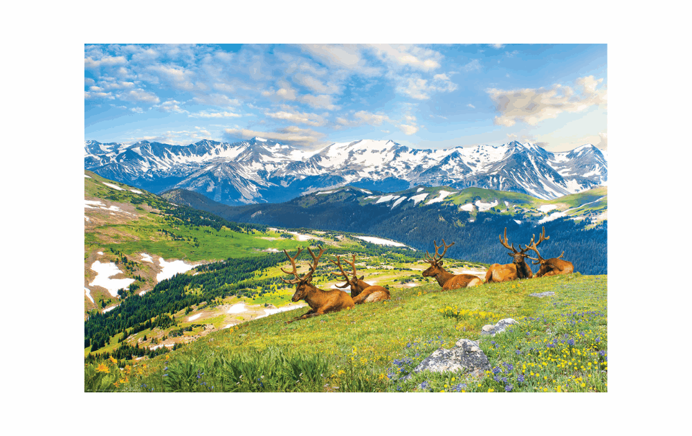 Eurographics Mountain Elks puzzle 1000 pieces featuring majestic elks in a scenic mountain landscape