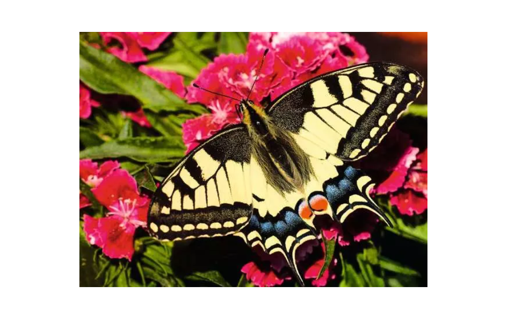 Ravensburger butterfly jigsaw puzzle featuring a detailed image of a butterfly on vibrant pink flowers