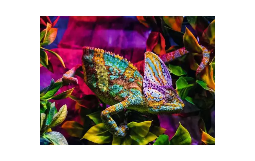 Ravensburger chameleon puzzle featuring vibrant colors and intricate details of a chameleon in a lush setting