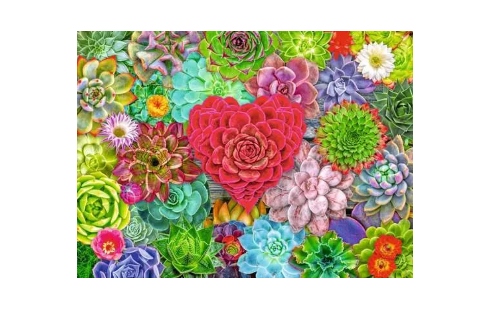 Ravensburger succulent puzzle 500 piece featuring a vibrant assortment of colorful succulents and flowers