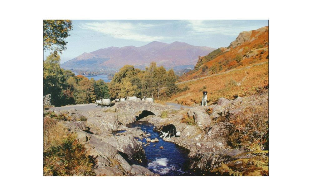 Thirsty Work jigsaw puzzle 1000 pieces depicting a scenic landscape with cows and mountains