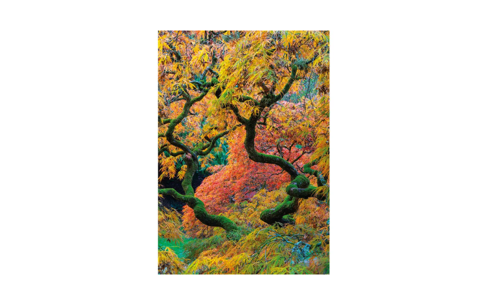 Japanese Maple, Ramster Gardens, Surrey 250 Piece Wentworth Wooden Jigsaw Puzzle featuring vibrant autumn colours