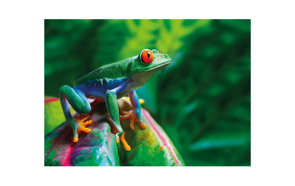 Wentworth Red-Eyed Tree Frog puzzle featuring a vibrant close-up of a green frog on colorful leaves