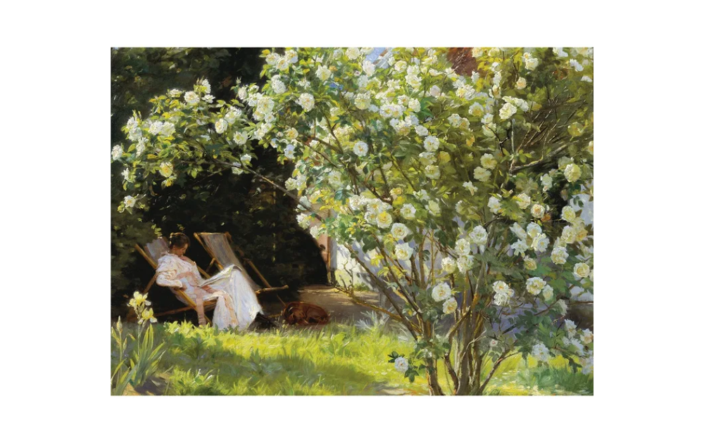 Wentworth Roses jigsaw puzzle featuring a serene garden scene with a woman relaxing on a deck chair under blooming white rose bushes