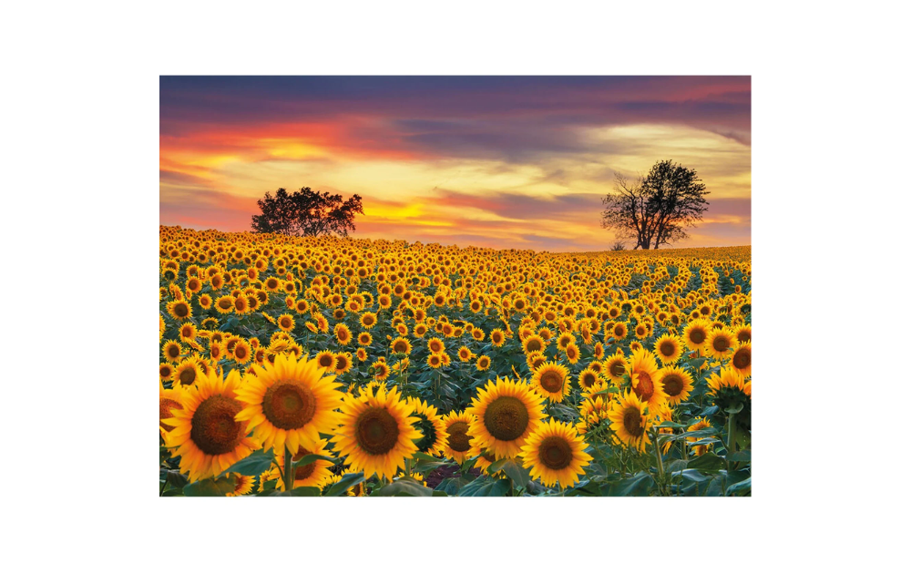 Sunflower field jigsaw puzzle 40 pieces featuring vibrant sunflower landscape by Wentworth
